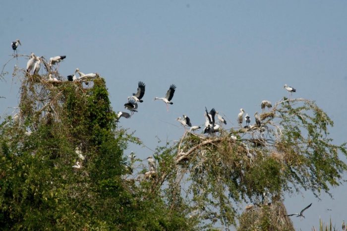 Very-bangkok-a-Birder's-Paradise-cover